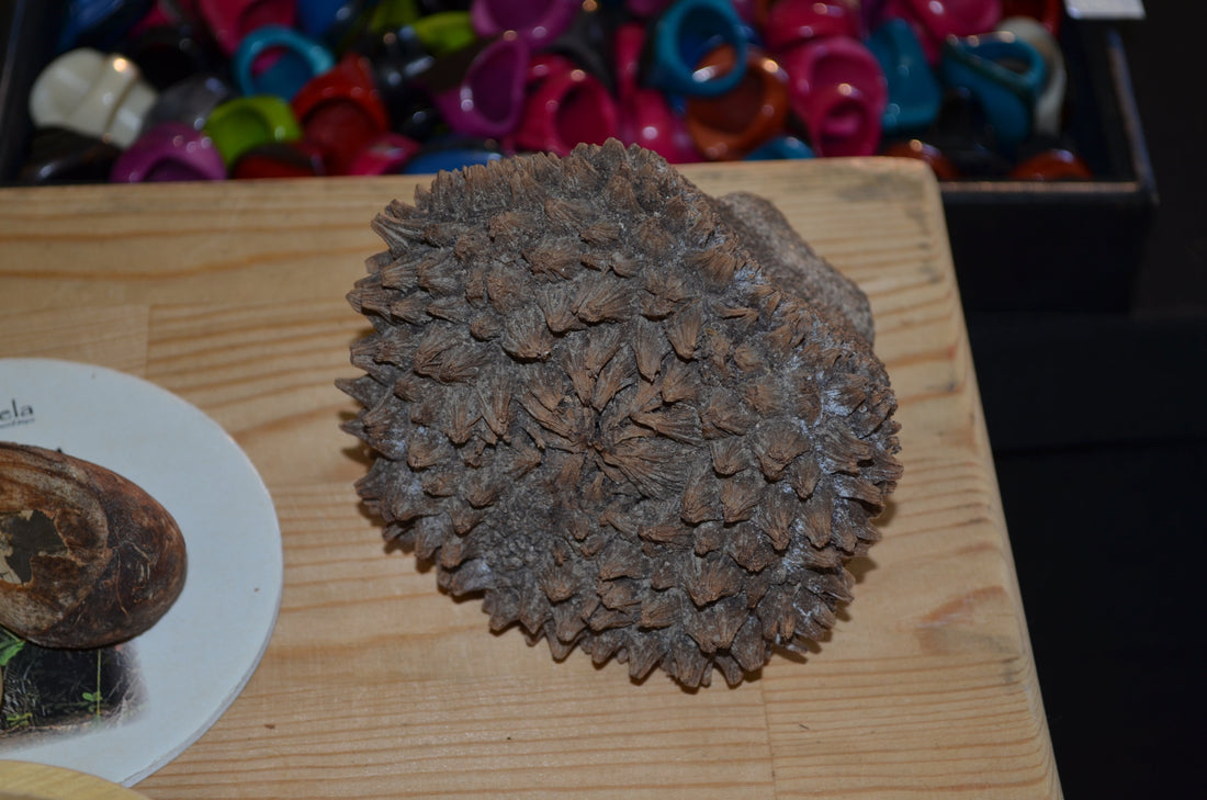 Fruit épineux de l'ivoire végétal (tagua) présenté au salon Bio Foodle 2015 à Charleroi. Photo : Jmh2o / CC BY-SA 4.0